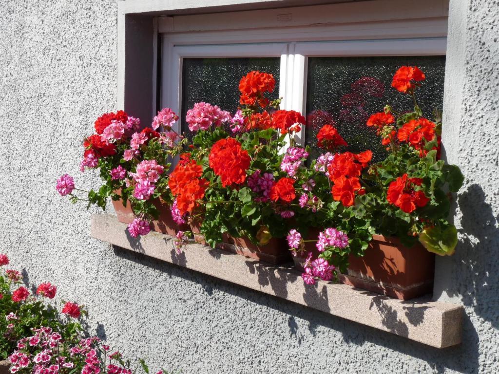 Locations Dupertuis Alsace Apartment Le Hohwald Ruang foto