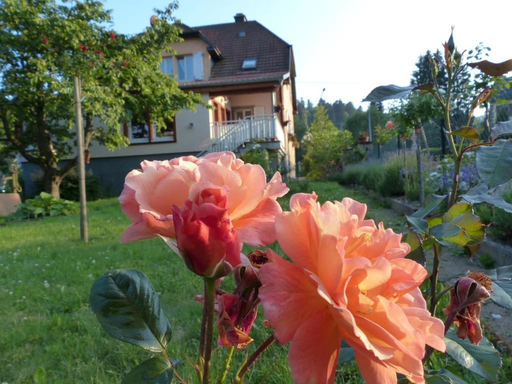 Locations Dupertuis Alsace Apartment Le Hohwald Bagian luar foto