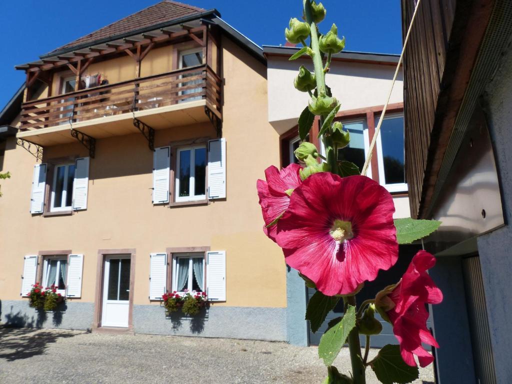 Locations Dupertuis Alsace Apartment Le Hohwald Bagian luar foto